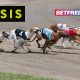 sis-signs-long-term-partnership-with-betfred-for-continued-greyhound-racing-coverage