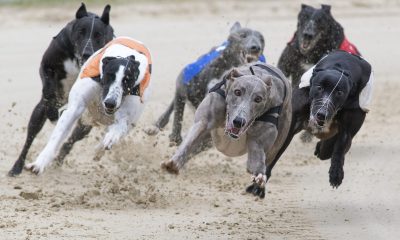 premier-greyhound-racing-announces-broadcast-and-digital-media-partnership-with-sky-sports-racing-and-attheraces.com